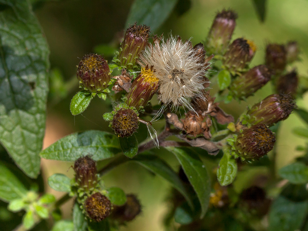 Image of Inula conyza specimen.