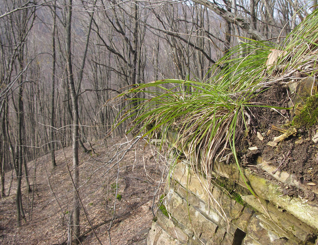 Image of Carex digitata specimen.