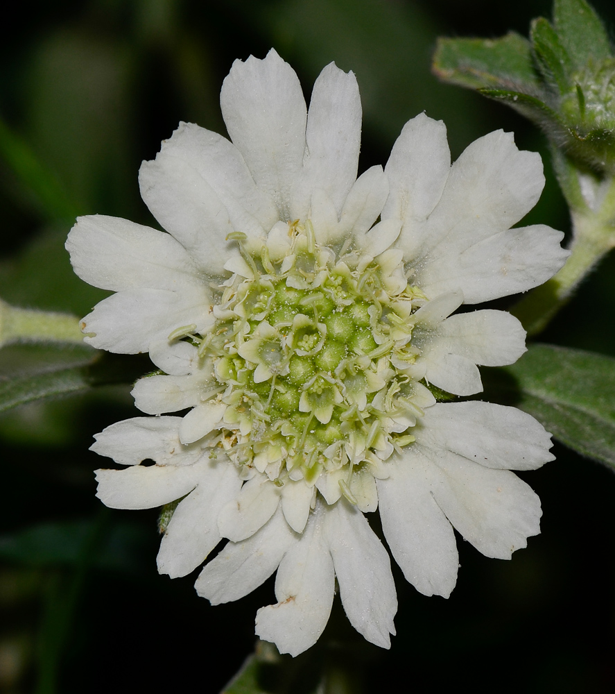 Image of Lomelosia prolifera specimen.