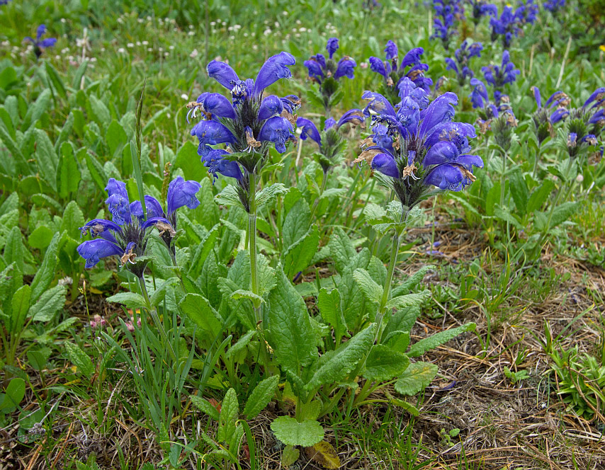 Image of Dracocephalum grandiflorum specimen.