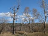 Populus × sibirica. Взрослые деревья (дерево в левой части кадра засохшее). Иркутская обл., Иркутский р-н, окр. с. Смоленщина. 07.05.2015.