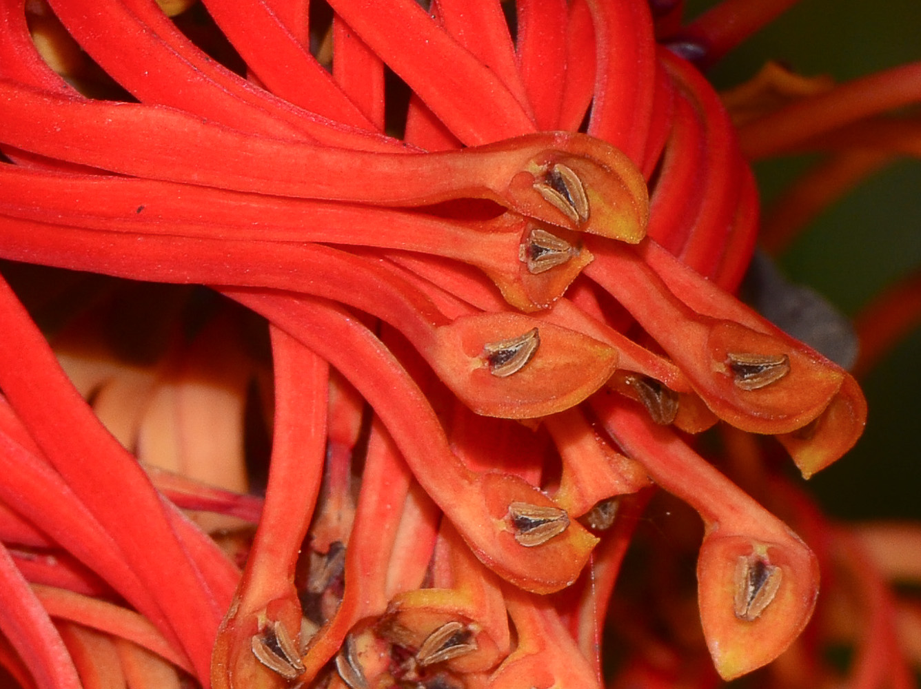 Image of Stenocarpus sinuatus specimen.