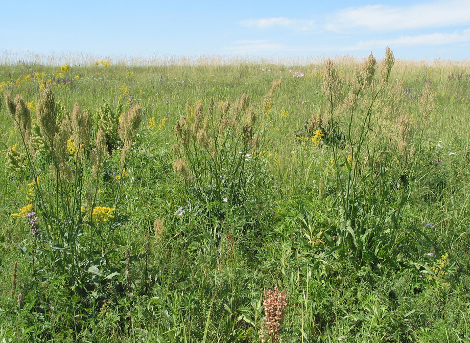 Image of Rumex thyrsiflorus specimen.