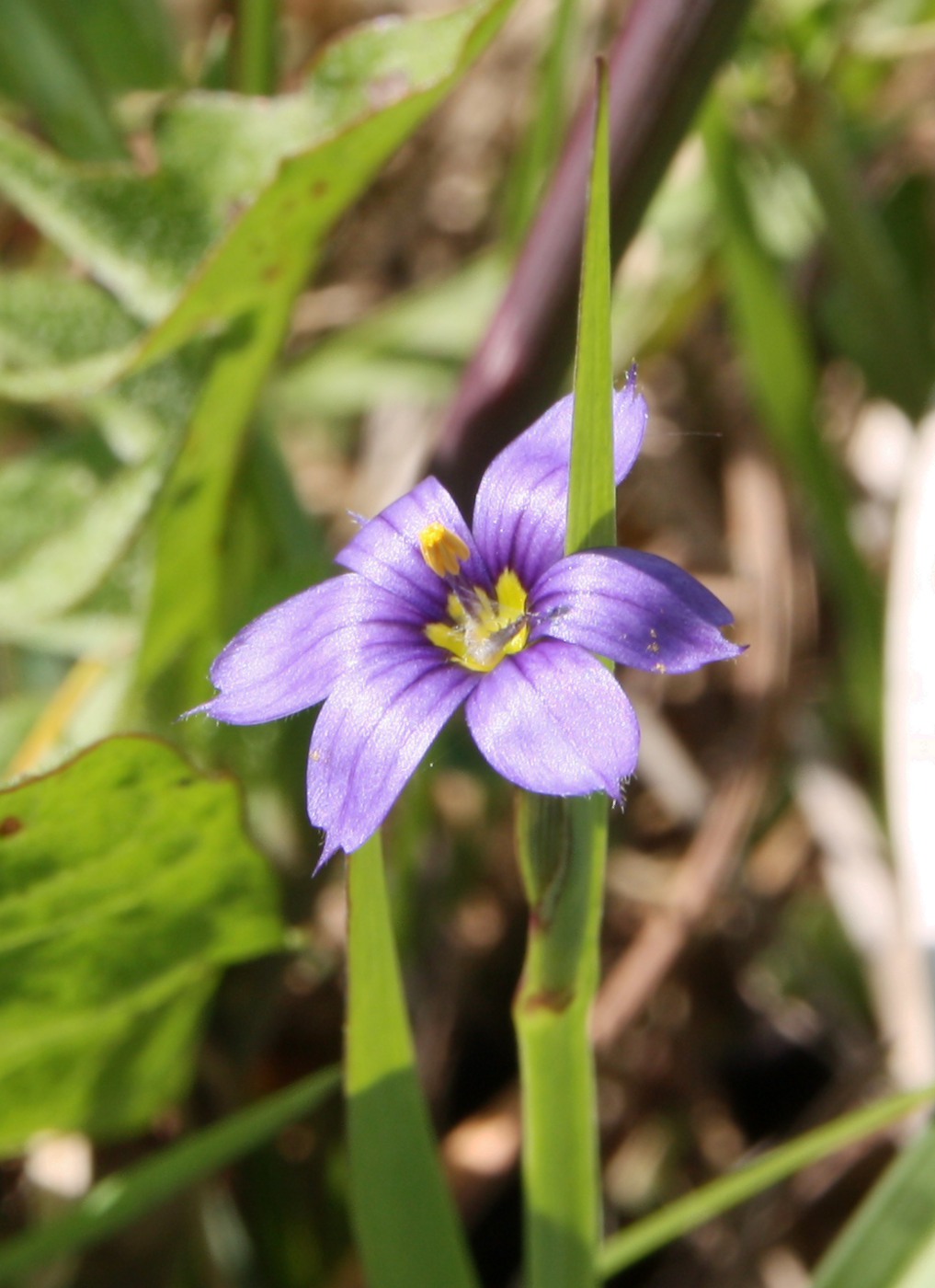 Image of Sisyrinchium septentrionale specimen.