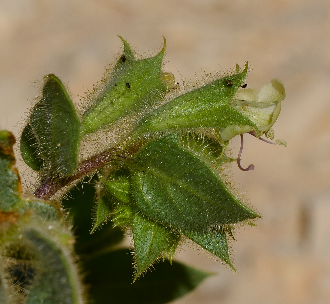 Image of Hyoscyamus desertorum  specimen.