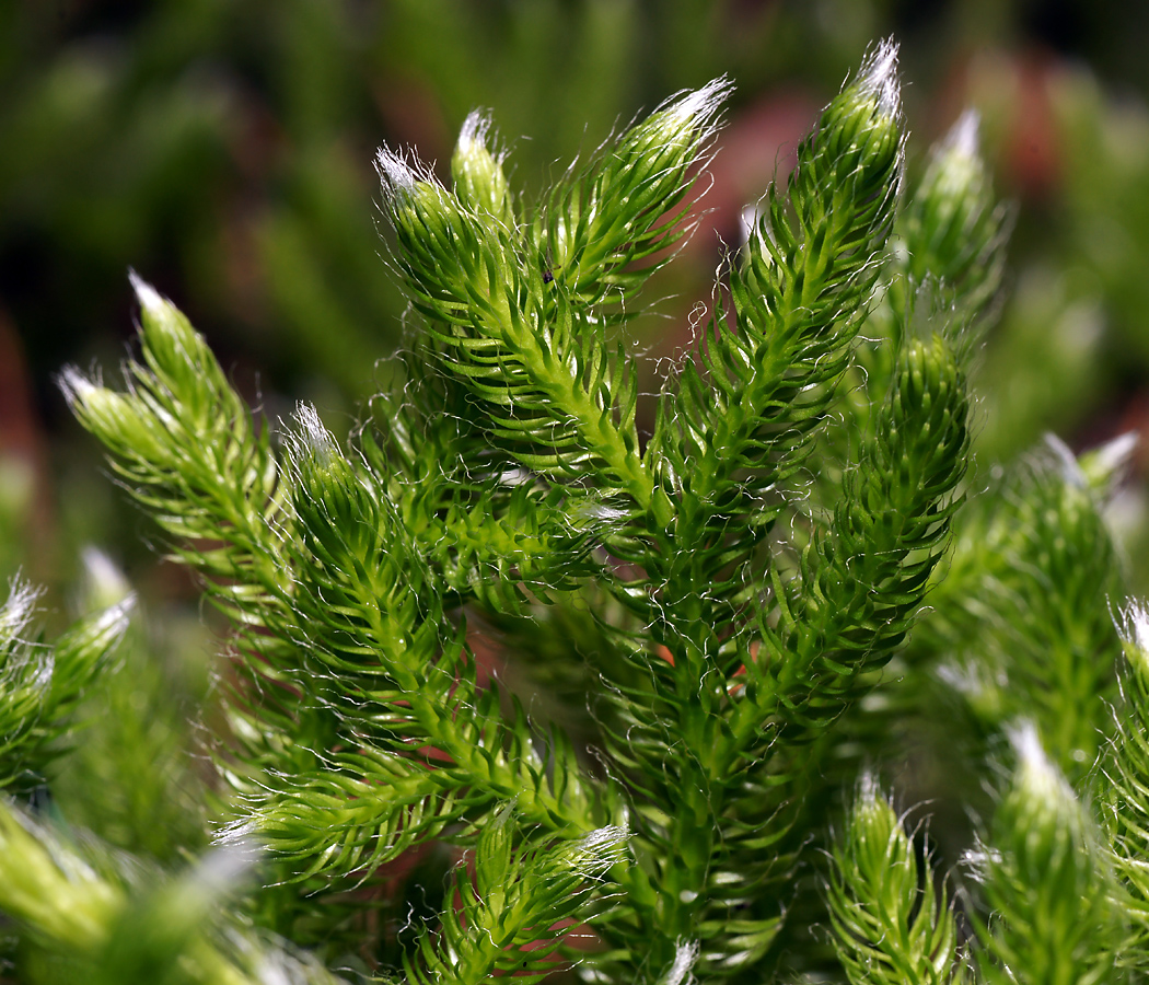 Image of Lycopodium clavatum specimen.