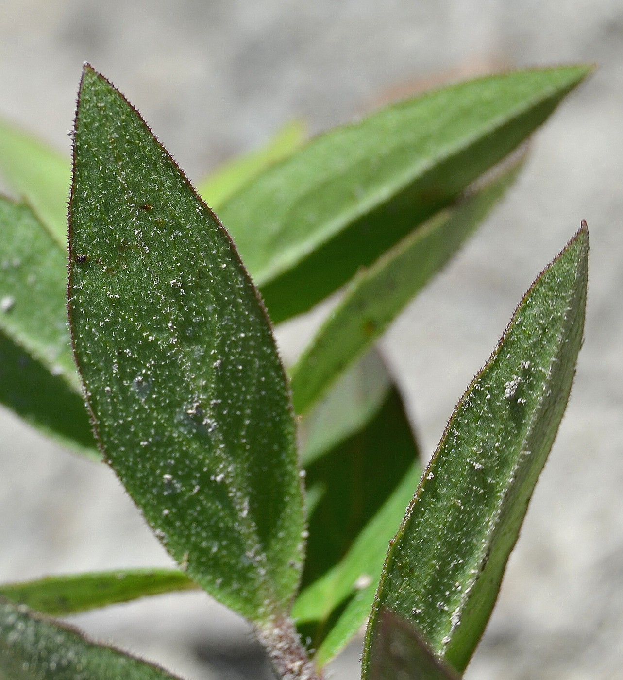 Image of Hieracium scabiosum specimen.