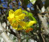 Ochna serrulata