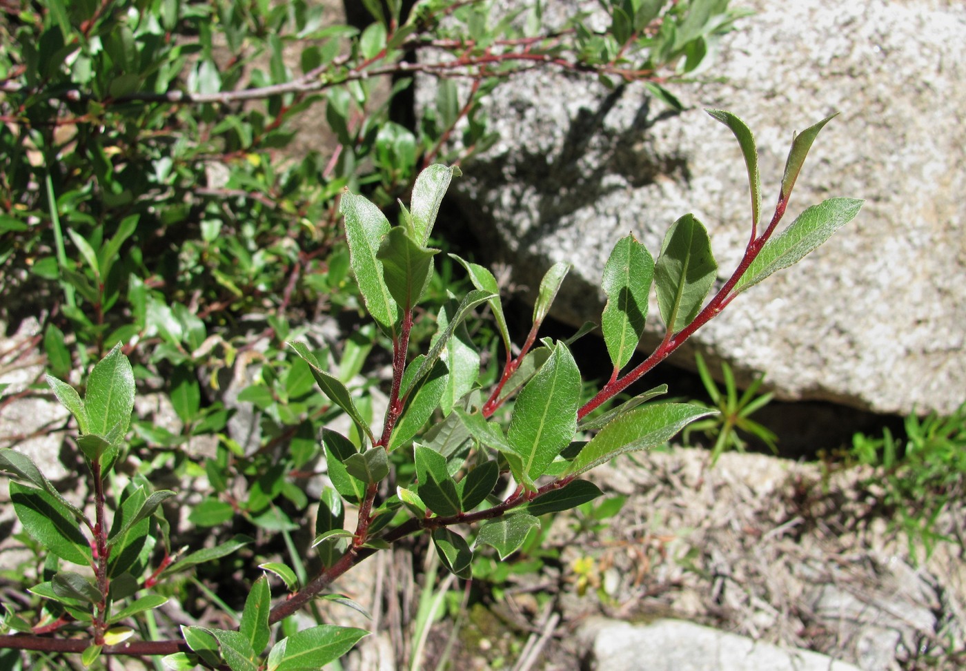 Изображение особи Salix kuznetzowii.