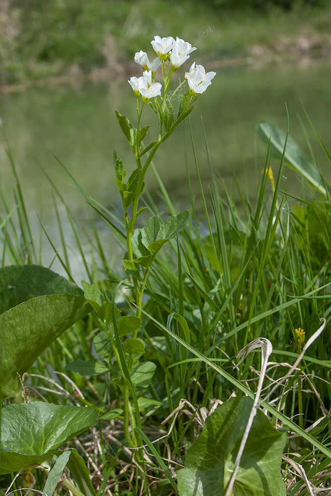 Image of Cardamine amara specimen.