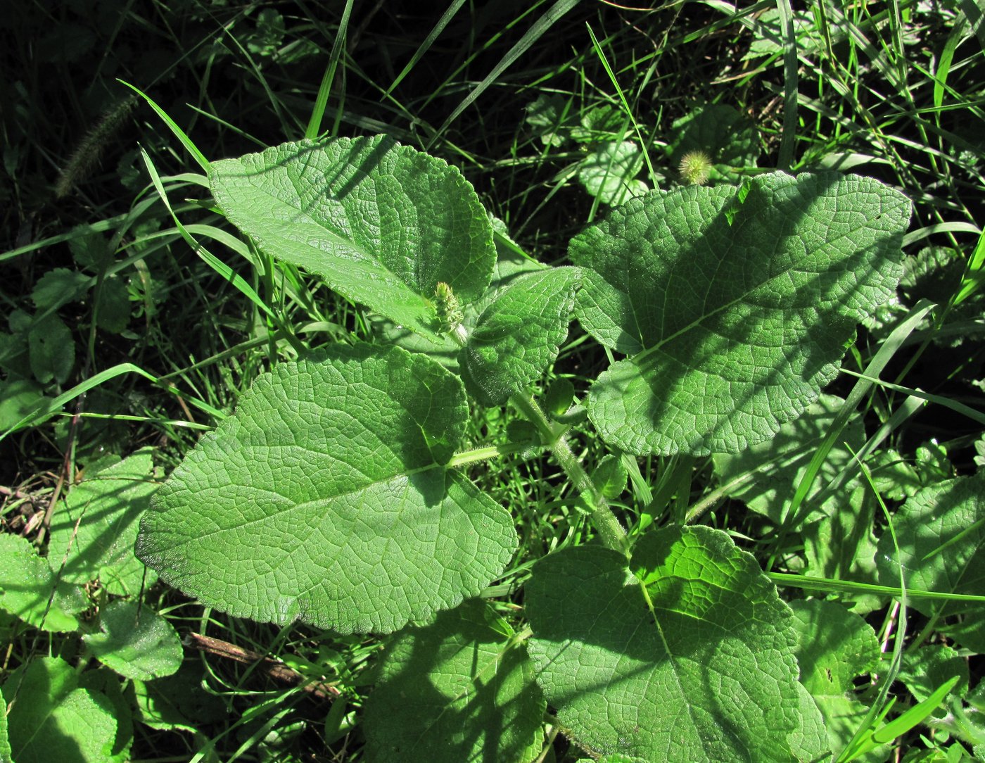 Изображение особи Salvia verticillata.