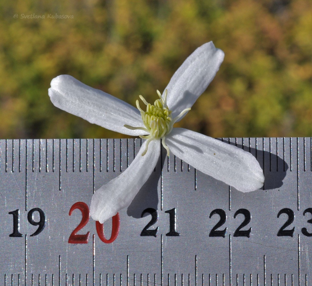 Image of Clematis mandshurica specimen.