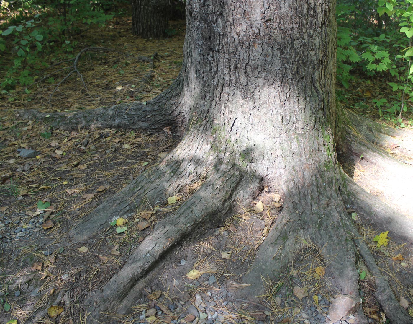 Image of Abies holophylla specimen.