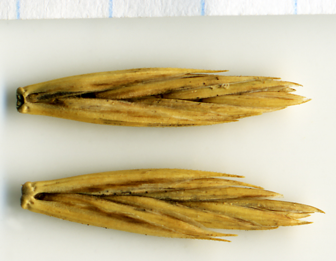 Image of Elytrigia repens specimen.