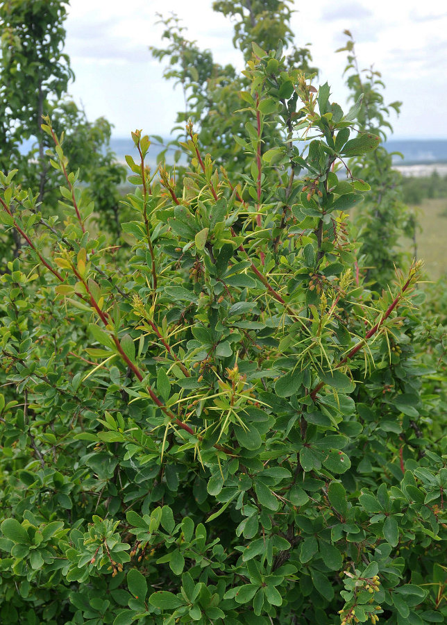 Изображение особи Berberis vulgaris.