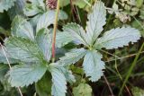 Potentilla chrysantha. Основание побега с розеткой прикорневых листьев. Алтайский край, Солонешенский р-н, долина р. Ануй. 28.08.2009.