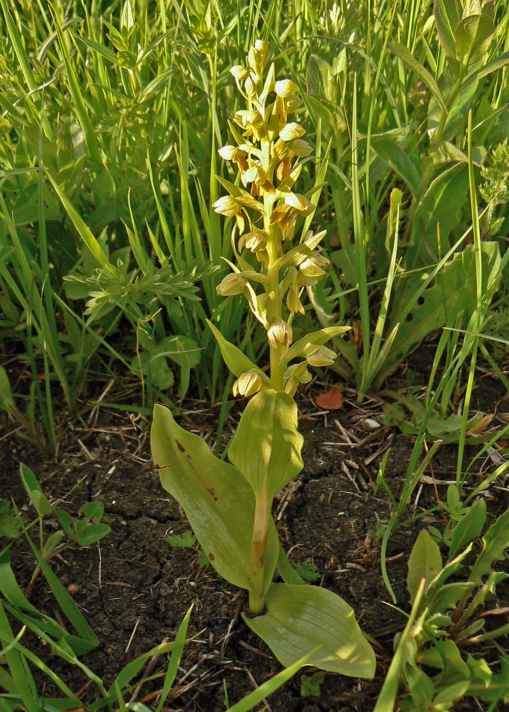 Image of Dactylorhiza viridis specimen.