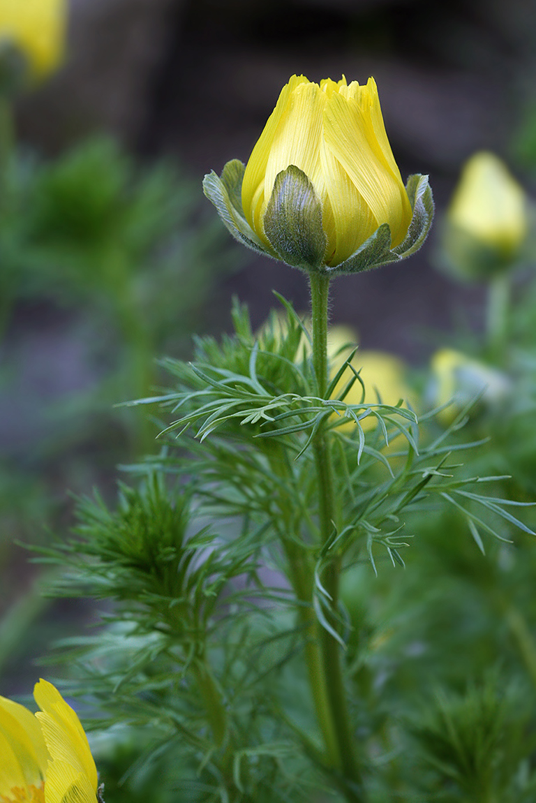 Изображение особи Adonis vernalis.