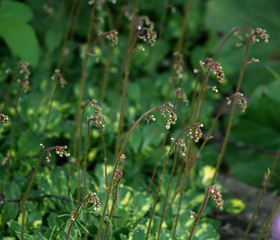 Image of Saxifraga umbrosa specimen.