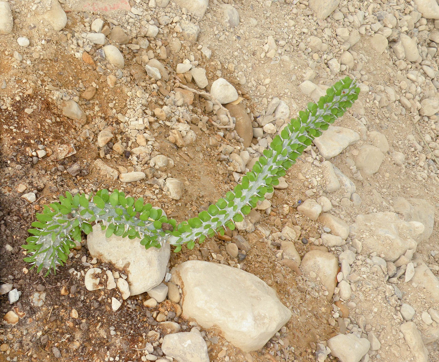 Image of Alluaudia procera specimen.