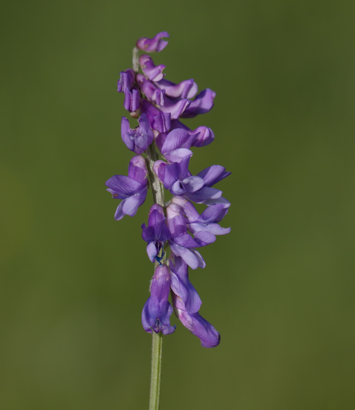 Image of Vicia cracca specimen.