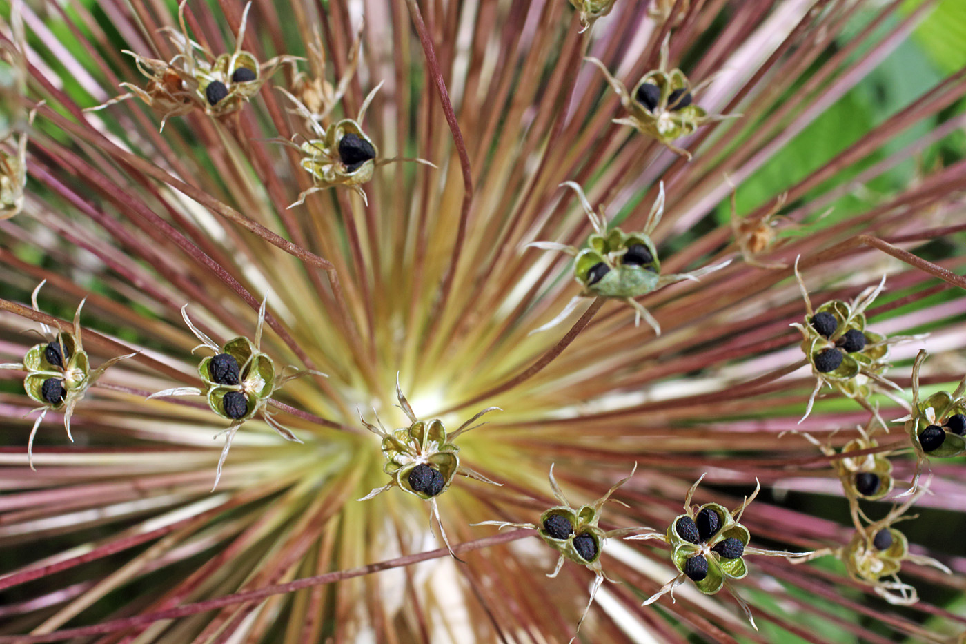 Изображение особи Allium schubertii.