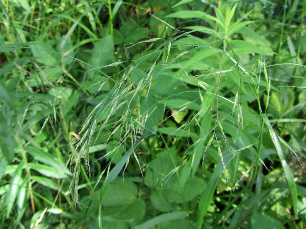 Image of Festuca gigantea specimen.