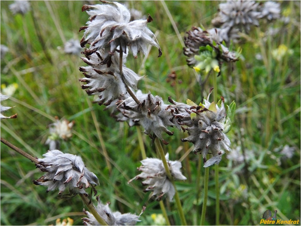 Image of Anthyllis carpatica specimen.