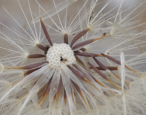 Image of Hypochaeris glabra specimen.