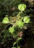 Смотреть изображение Lilium distichum