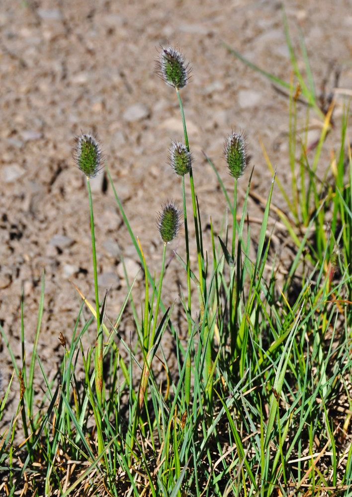 Изображение особи Alopecurus alpinus.