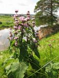 Phlomoides tuberosa. Верхушка цветущего растения. Средний Урал, Свердловская обл., городской округ Первоуральск, окр. с. Слобода, правый берег р. Чусовая. 15.07.2017.