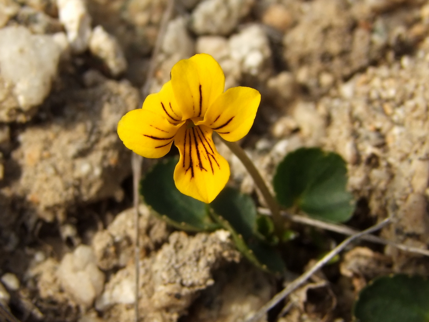 Image of Viola crassa specimen.