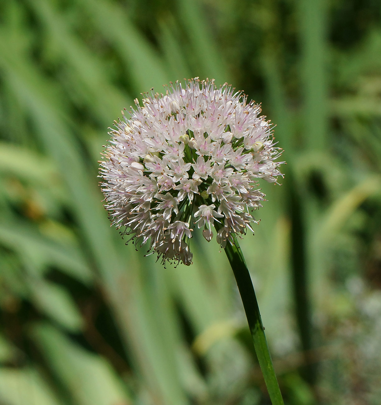 Image of Allium nutans specimen.