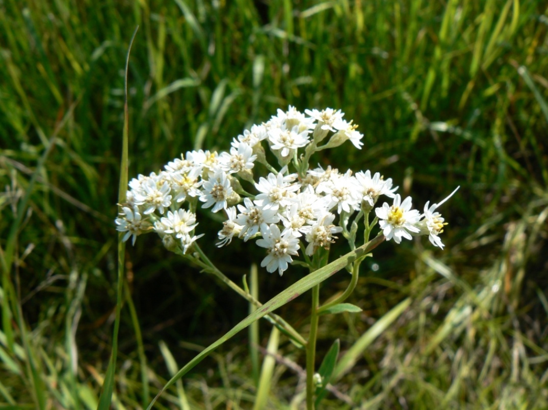 Image of Turczaninowia fastigiata specimen.