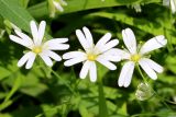 Stellaria holostea. Цветки. Беларусь, Минский р-н, остановочный пункт Зелёное, смешанный хвойно-мелколиственный лес с преобладанием сосен и елей обыкновенных. 28.06.2016.