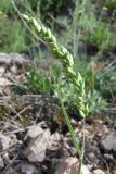 Brizochloa humilis. Соцветие. Крым, Байдарская долина, каменистый склон в светлом можжевеловом лесу. 21 мая 2010 г.