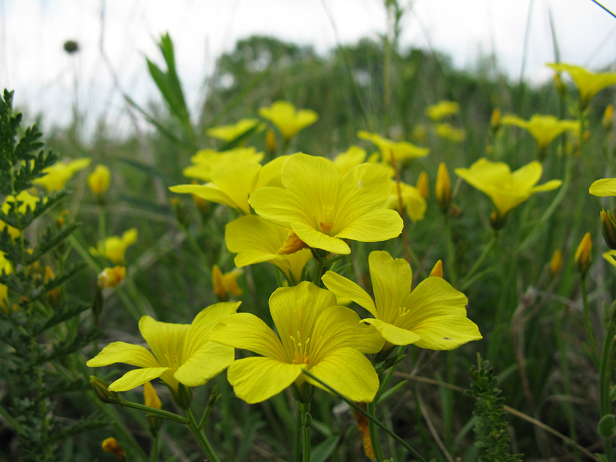 Image of genus Linum specimen.