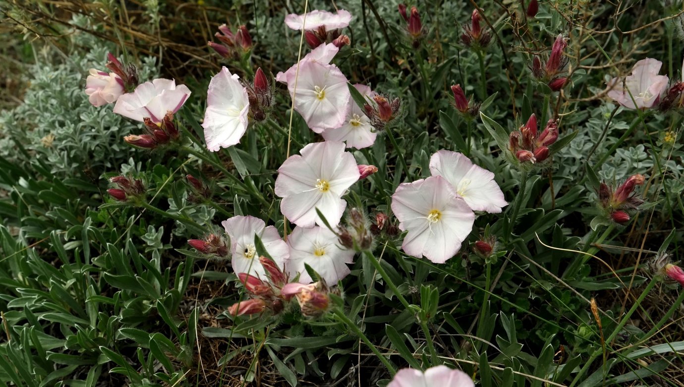 Изображение особи Convolvulus tauricus.