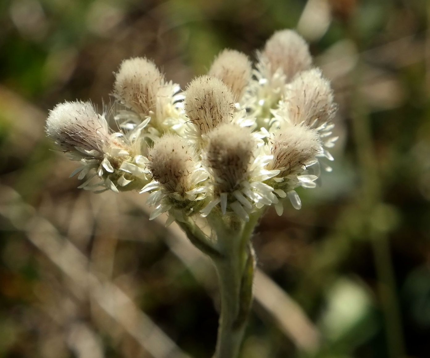 Image of Antennaria dioica specimen.