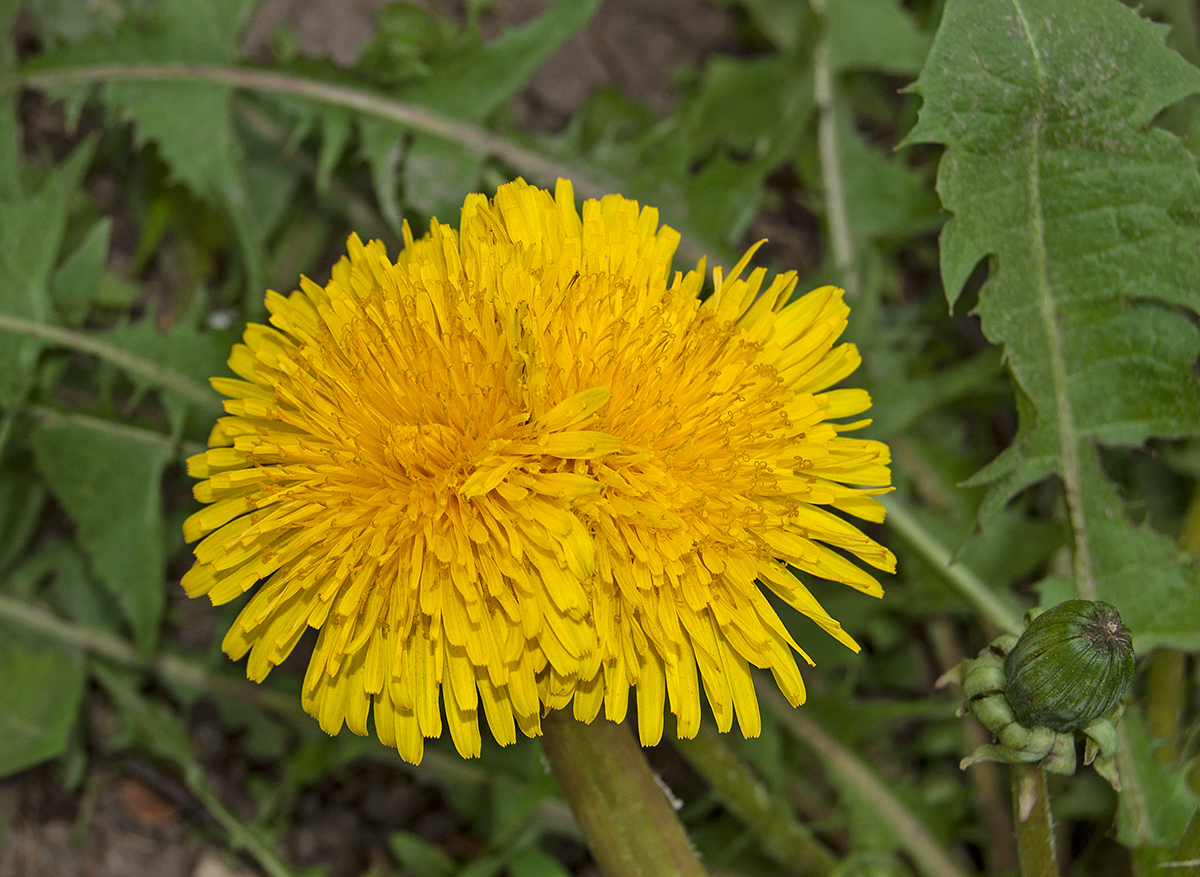 Image of genus Taraxacum specimen.