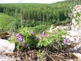 Vicia uralensis