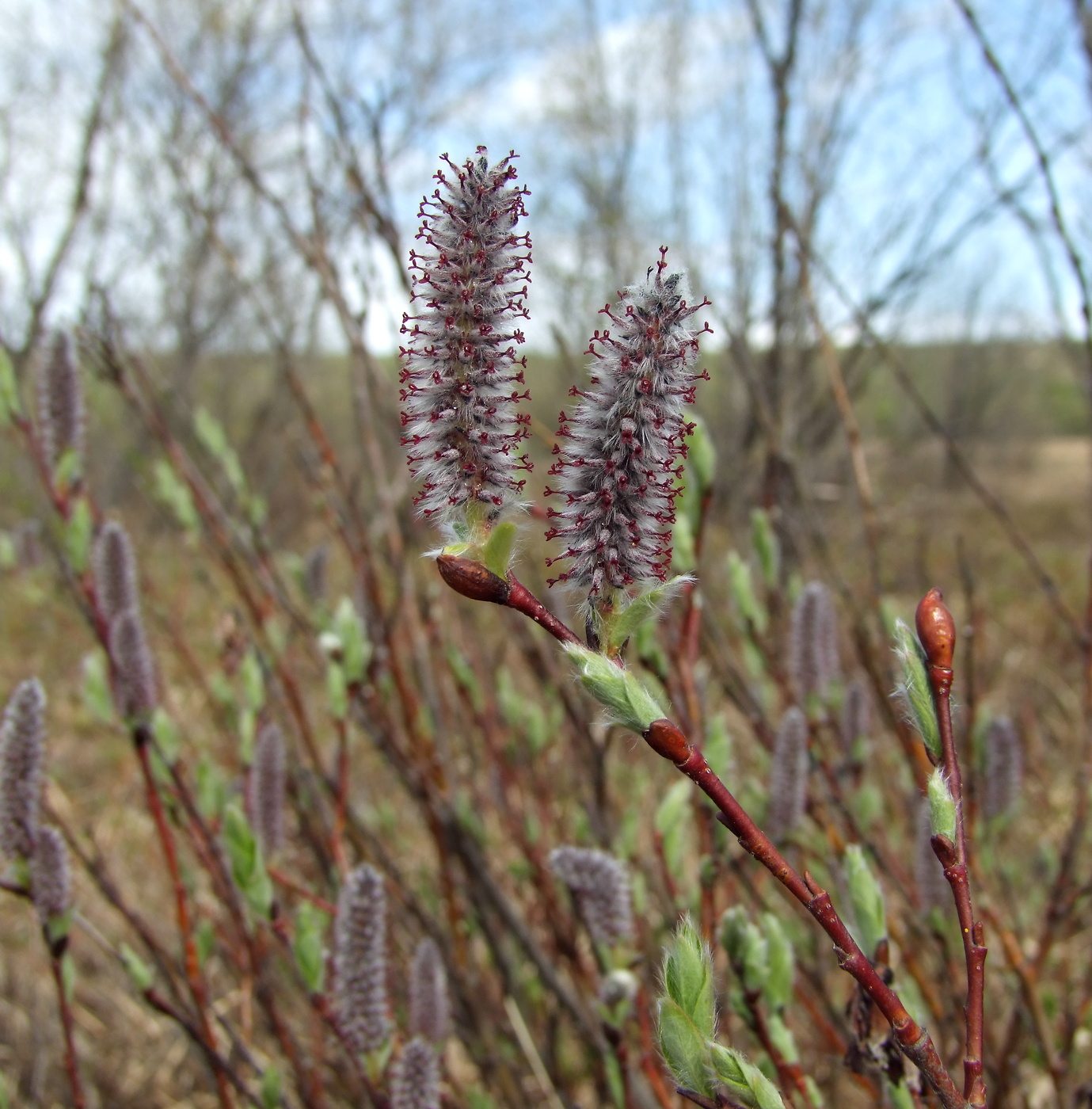 Изображение особи Salix saxatilis.