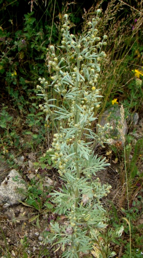 Image of genus Artemisia specimen.