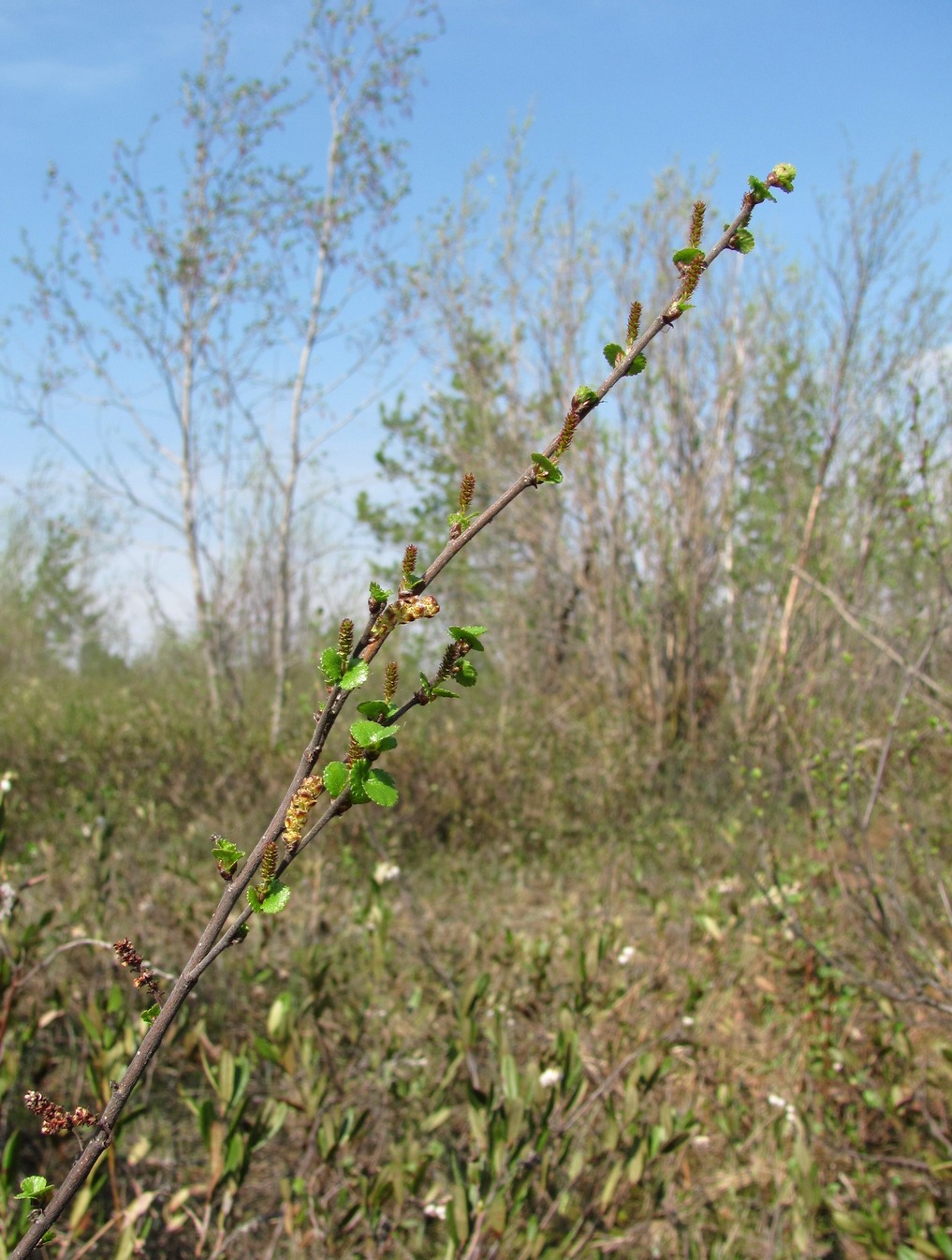 Изображение особи Betula nana.