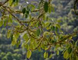 Ficus superba. Верхушки ветвей с сикониями. Малайзия, о-в Пенанг, национальный парк Пенанг, опушка влажного тропического леса. 06.05.2017.