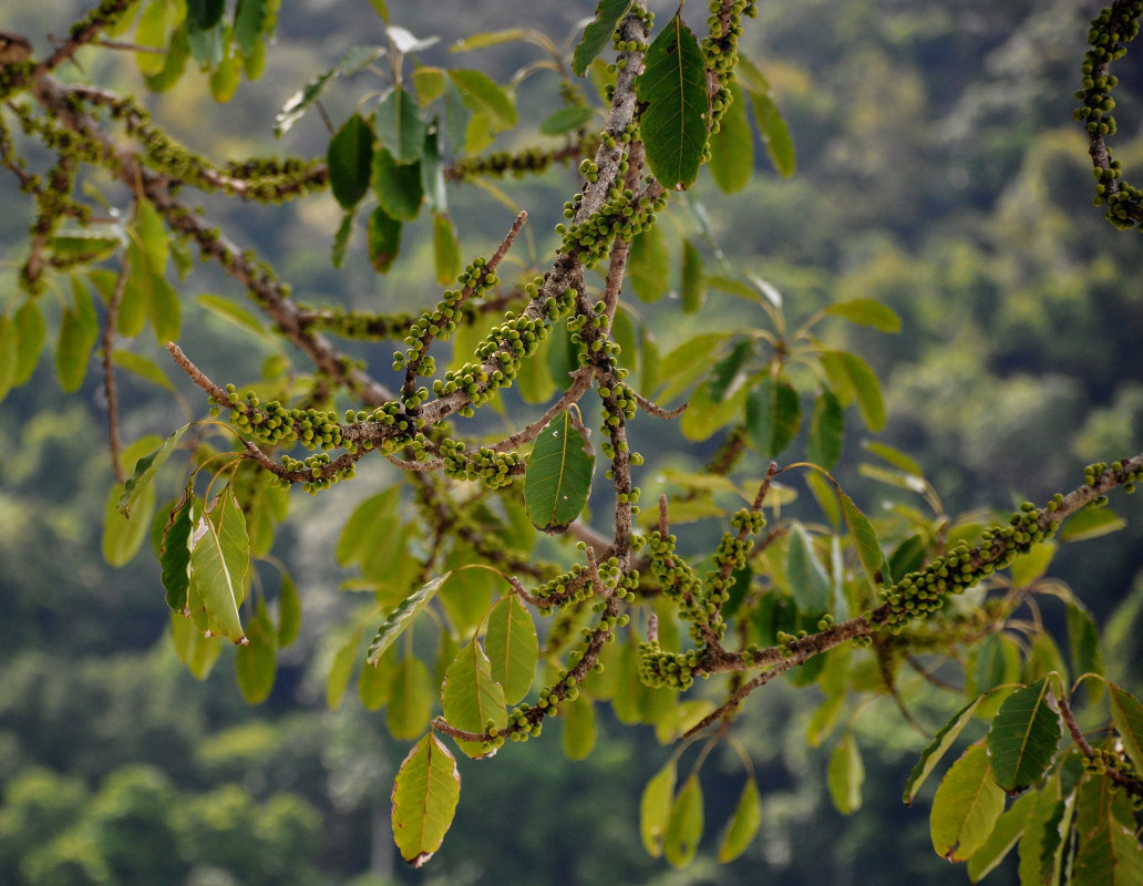 Image of Ficus superba specimen.