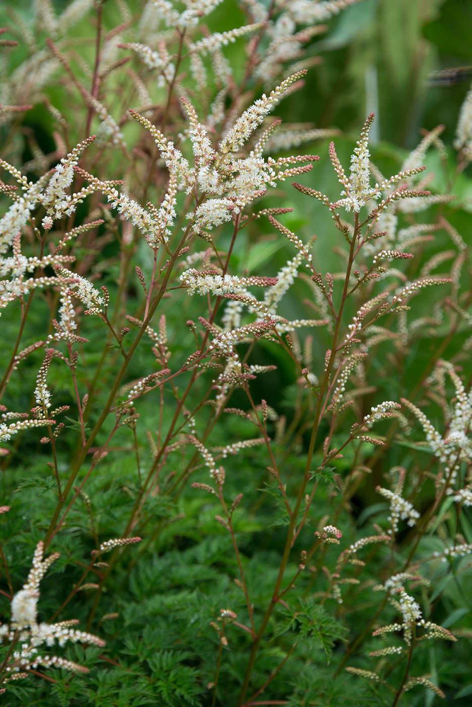 Image of Aruncus aethusifolius specimen.