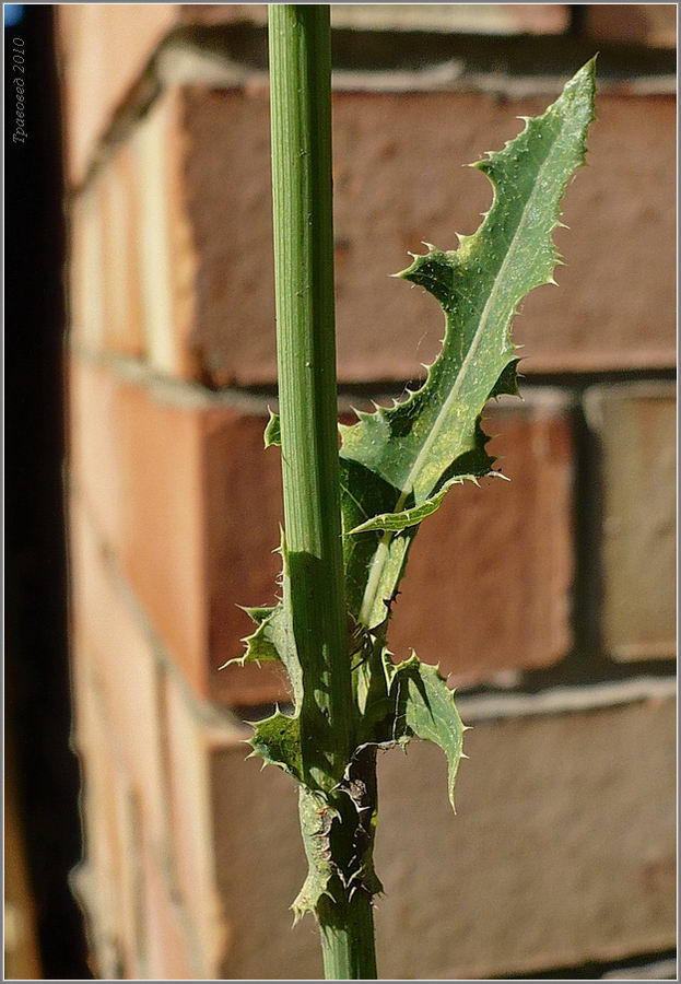 Image of Sonchus arvensis specimen.