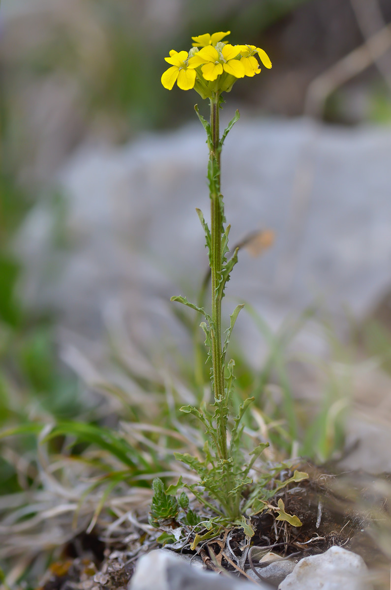 Image of Erysimum ibericum specimen.